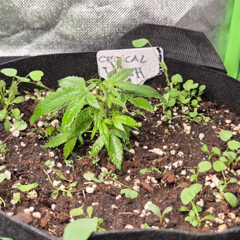 Kushi 😶‍🌫️(rest n. Teilernte/ critical kush, 9.1.24 🎁, Kümmerling) growlog timeline photo