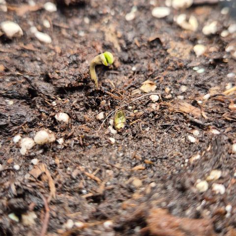 Runtzi Auto ♥️ Barney's Farm  growlog photo: Über den Tag steckte runtzi sein Köpfchen aus der Erde 🙃
Ich hab ein wenig mit der fruchthülle geholfen ( schwarzer punkt)