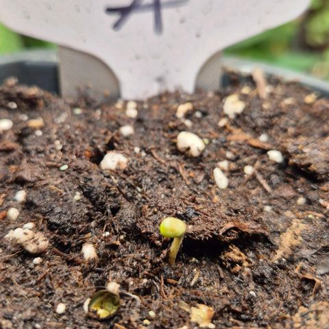 Runtzi Auto ♥️ Barney's Farm  growlog photo: Über den Tag steckte runtzi sein Köpfchen aus der Erde 🙃
Ich hab ein wenig mit der fruchthülle geholfen ( schwarzer punkt)