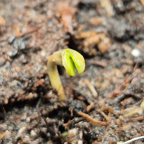 Runtzi Auto ♥️ Barney's Farm  growlog photo: Über den Tag steckte runtzi sein Köpfchen aus der Erde 🙃
Ich hab ein wenig mit der fruchthülle geholfen ( schwarzer punkt)