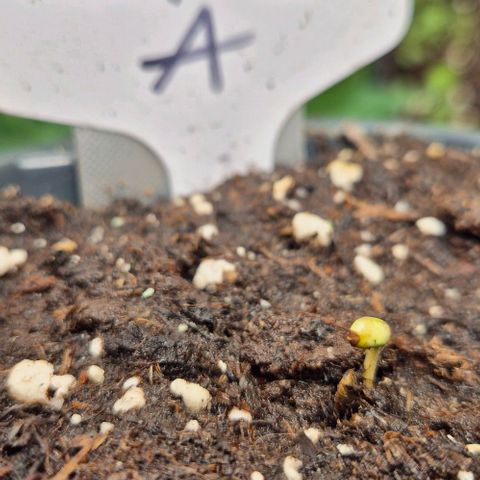 Runtzi Auto ♥️ Barney's Farm  growlog photo: Über den Tag steckte runtzi sein Köpfchen aus der Erde 🙃
Ich hab ein wenig mit der fruchthülle geholfen ( schwarzer punkt)