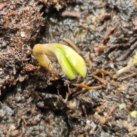 Runtzi Auto ♥️ Barney's Farm  growlog photo: Über den Tag steckte runtzi sein Köpfchen aus der Erde 🙃
Ich hab ein wenig mit der fruchthülle geholfen ( schwarzer punkt)