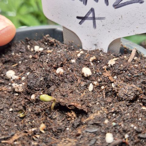 Runtzi Auto ♥️ Barney's Farm  growlog photo: Über den Tag steckte runtzi sein Köpfchen aus der Erde 🙃
Ich hab ein wenig mit der fruchthülle geholfen ( schwarzer punkt)