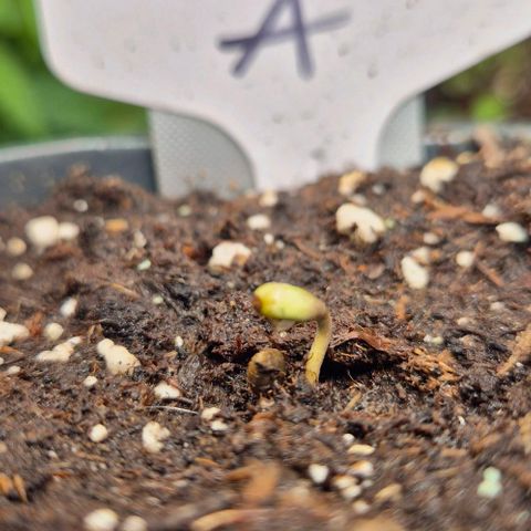 Runtzi Auto ♥️ Barney's Farm  growlog photo: Über den Tag steckte runtzi sein Köpfchen aus der Erde 🙃
Ich hab ein wenig mit der fruchthülle geholfen ( schwarzer punkt)