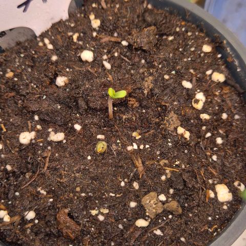 Runtzi Auto ♥️ Barney's Farm  growlog timeline photo
