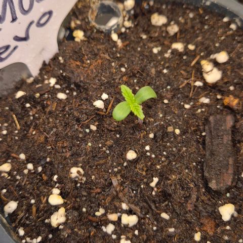 Mimosa evo Photo ♥️ Barney's Farm  growlog timeline photo