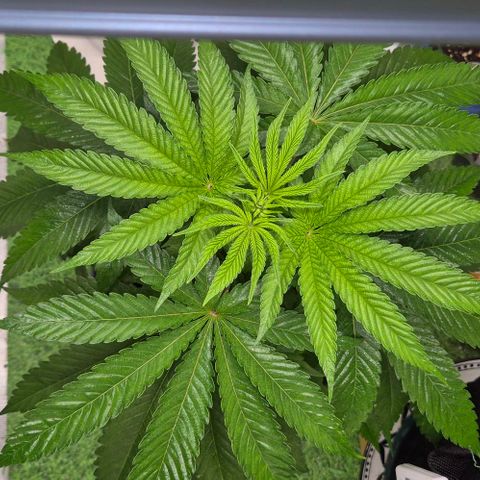 Karli - SHISKABERRY (auto) growlog timeline photo