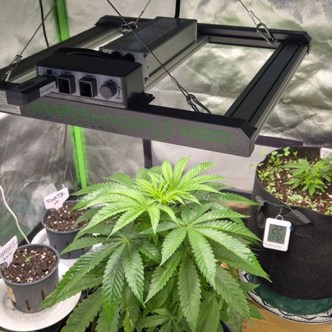 Karli - SHISKABERRY (auto) growlog timeline photo
