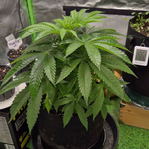 Karli - SHISKABERRY (auto) growlog timeline photo