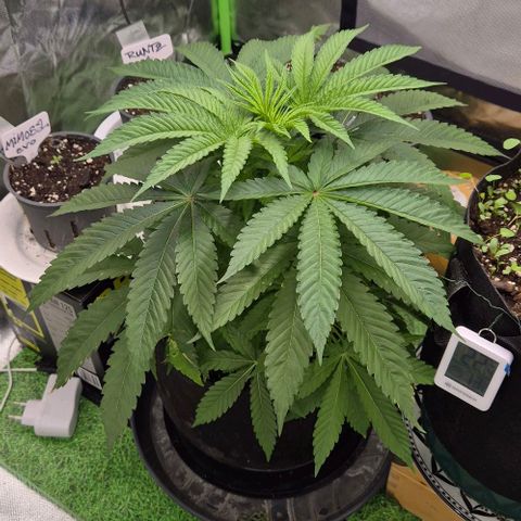 Karli - SHISKABERRY (auto) growlog timeline photo