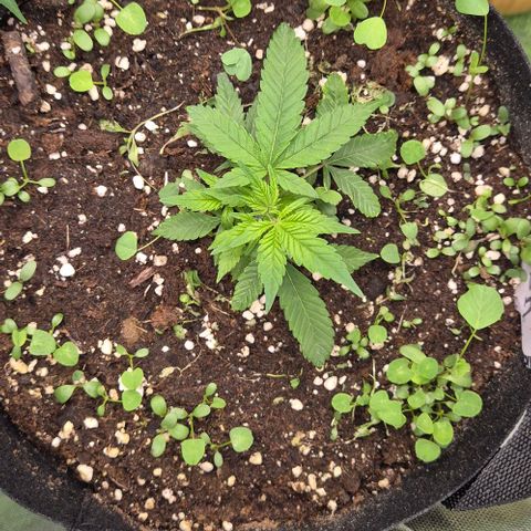 Kushi 😶‍🌫️(rest n. Teilernte/ critical kush, 9.1.24 🎁, Kümmerling) growlog timeline photo