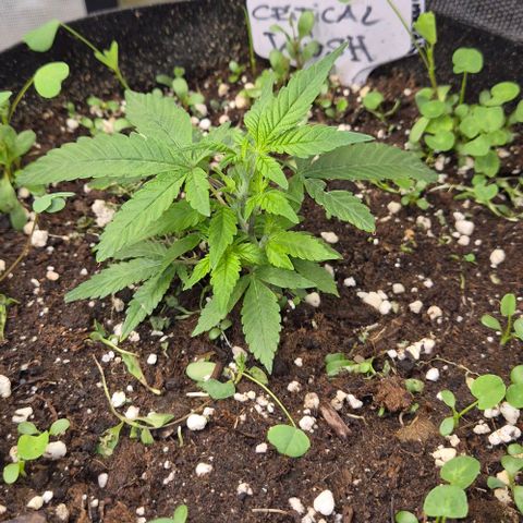 Kushi 😶‍🌫️(rest n. Teilernte/ critical kush, 9.1.24 🎁, Kümmerling) growlog timeline photo
