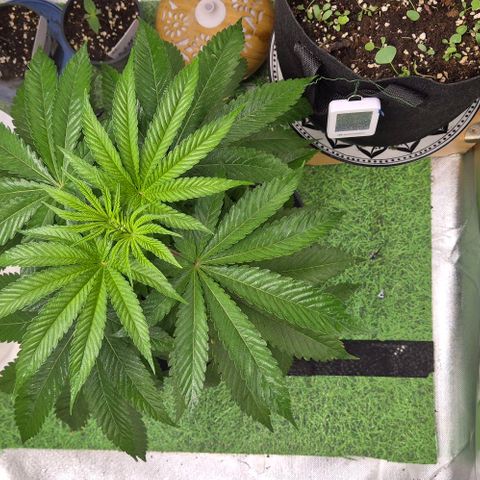 Karli - SHISKABERRY (auto) growlog timeline photo