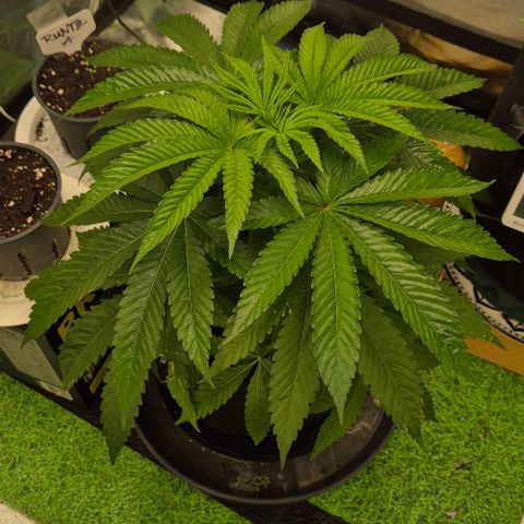 Karli - SHISKABERRY (auto) growlog photo: Gedüngt