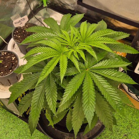Karli - SHISKABERRY (auto) growlog photo: Gedüngt