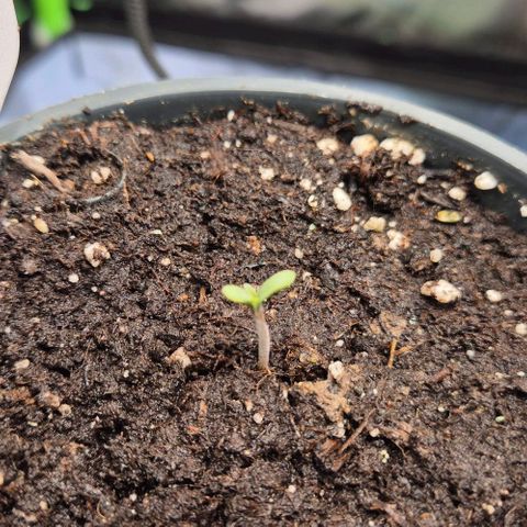 Runtzi Auto ♥️ Barney's Farm  growlog timeline photo