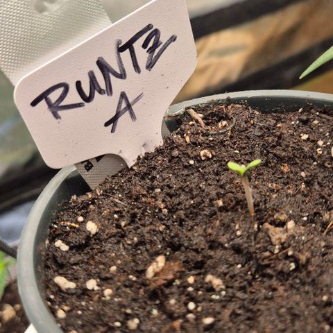 Runtzi Auto ♥️ Barney's Farm  growlog timeline photo
