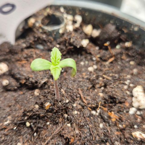 Mimosa evo Photo ♥️ Barney's Farm  growlog timeline photo