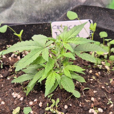 Kushi 😶‍🌫️(rest n. Teilernte/ critical kush, 9.1.24 🎁, Kümmerling) growlog timeline photo