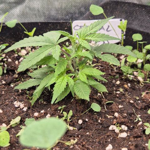 Kushi 😶‍🌫️(rest n. Teilernte/ critical kush, 9.1.24 🎁, Kümmerling) growlog timeline photo