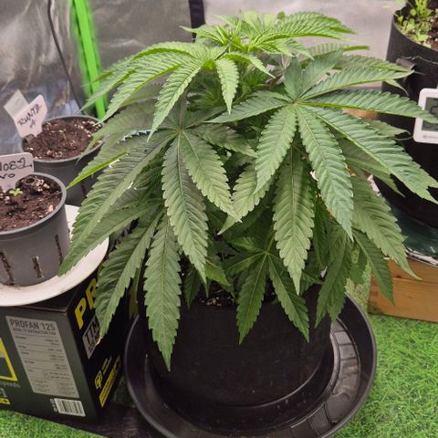 Karli - SHISKABERRY (auto) growlog timeline photo