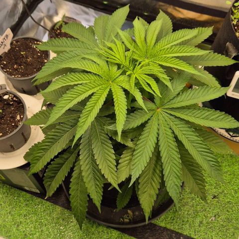 Karli - SHISKABERRY (auto) growlog timeline photo