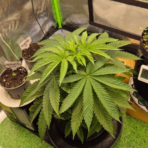 Karli - SHISKABERRY (auto) growlog timeline photo