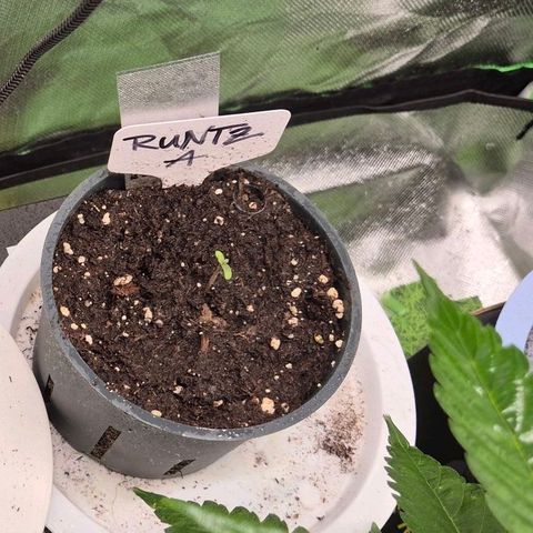 Runtzi Auto ♥️ Barney's Farm  growlog timeline photo