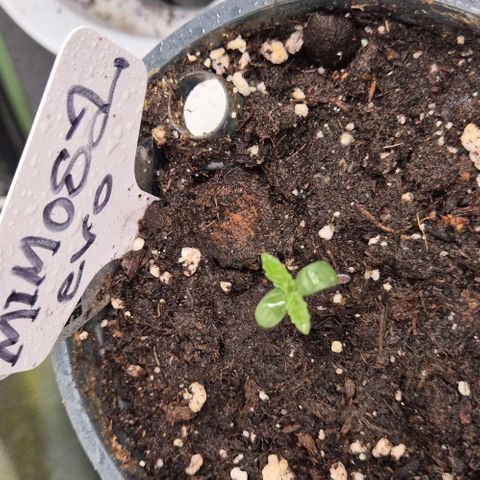 Mimosa evo Photo ♥️ Barney's Farm  growlog timeline photo