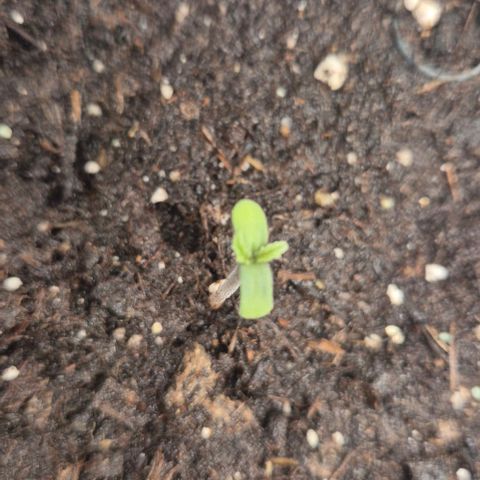 Runtzi Auto ♥️ Barney's Farm  growlog timeline photo