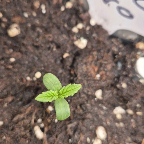 Mimosa evo Photo ♥️ Barney's Farm  growlog timeline photo