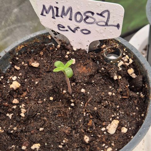 Mimosa evo Photo ♥️ Barney's Farm  growlog timeline photo