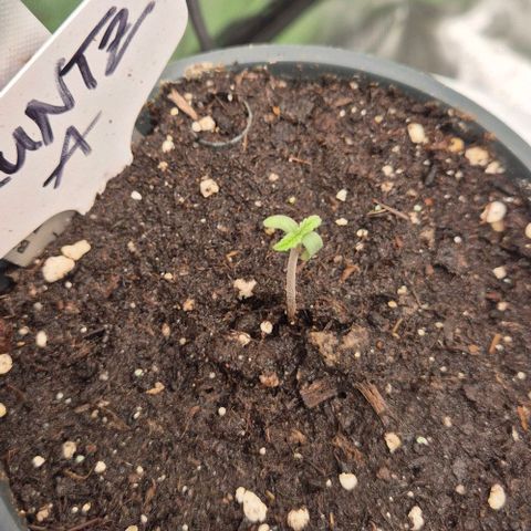 Runtzi Auto ♥️ Barney's Farm  growlog timeline photo