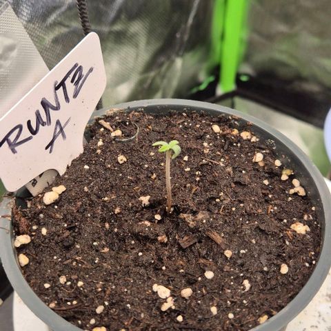 Runtzi Auto ♥️ Barney's Farm  growlog timeline photo