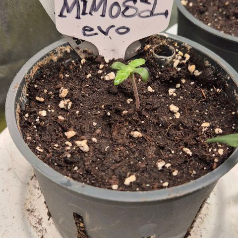 Mimosa evo Photo ♥️ Barney's Farm  growlog timeline photo