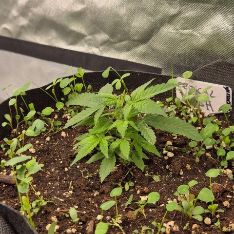 Kushi 😶‍🌫️(rest n. Teilernte/ critical kush, 9.1.24 🎁, Kümmerling) growlog timeline photo