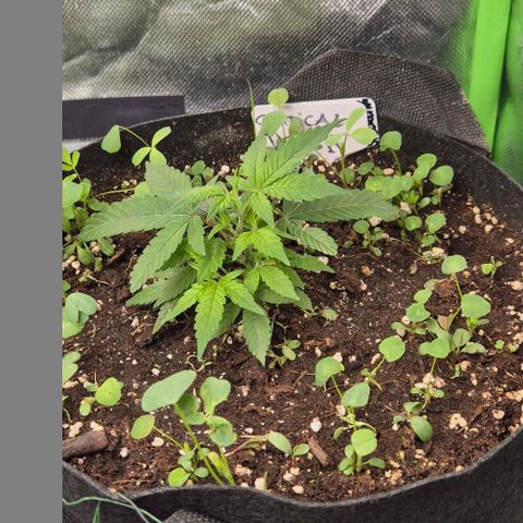 Kushi 😶‍🌫️(rest n. Teilernte/ critical kush, 9.1.24 🎁, Kümmerling) growlog timeline photo