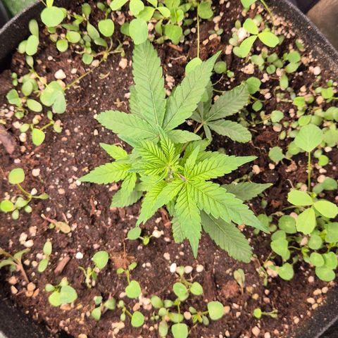 Kushi 😶‍🌫️(rest n. Teilernte/ critical kush, 9.1.24 🎁, Kümmerling) growlog timeline photo