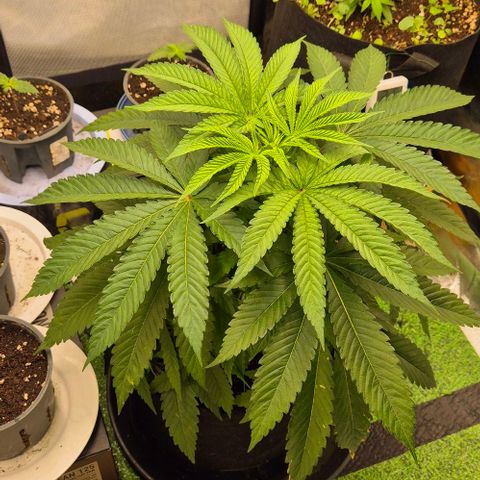 Karli - SHISKABERRY (auto) growlog timeline photo