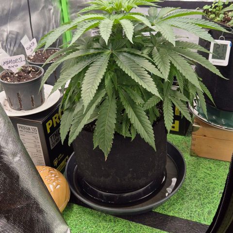 Karli - SHISKABERRY (auto) growlog timeline photo