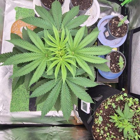 Karli - SHISKABERRY (auto) growlog timeline photo