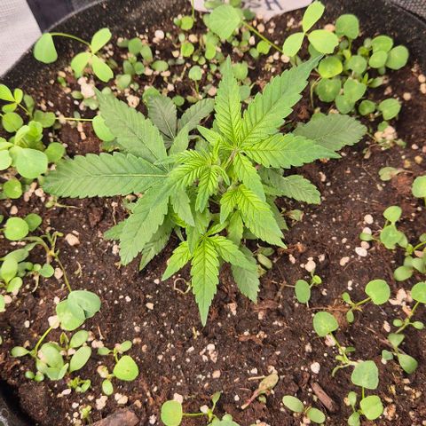 Kushi 😶‍🌫️(rest n. Teilernte/ critical kush, 9.1.24 🎁, Kümmerling) growlog timeline photo