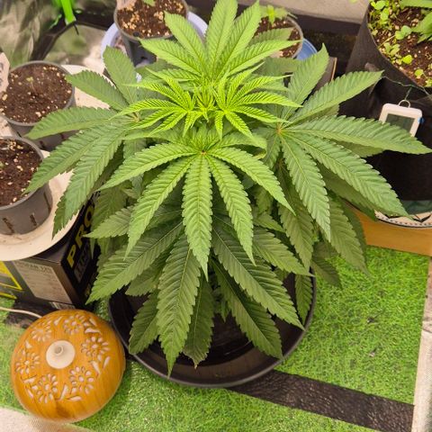 Karli - SHISKABERRY (auto) growlog timeline photo