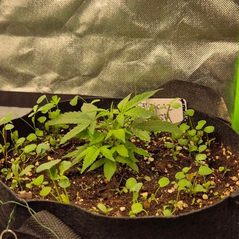 Kushi 😶‍🌫️(rest n. Teilernte/ critical kush, 9.1.24 🎁, Kümmerling) growlog timeline photo