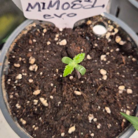 Mimosa evo Photo ♥️ Barney's Farm  growlog timeline photo