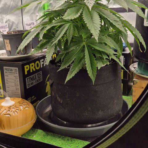 Karli - SHISKABERRY (auto) growlog timeline photo