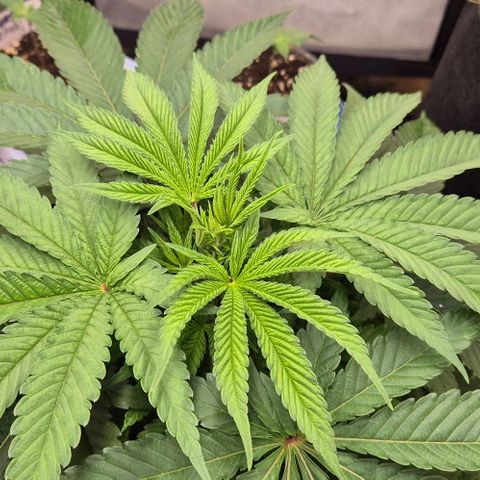 Karli - SHISKABERRY (auto) growlog photo: Abends nach dem 1. Mal hesi boost 1ml. Cal/mag und Enzyme

