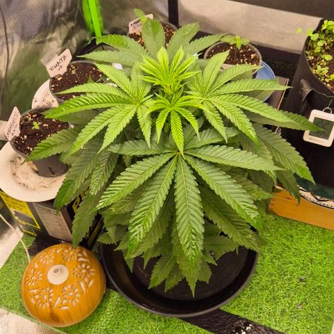 Karli - SHISKABERRY (auto) growlog photo: Abends nach dem 1. Mal hesi boost 1ml. Cal/mag und Enzyme
