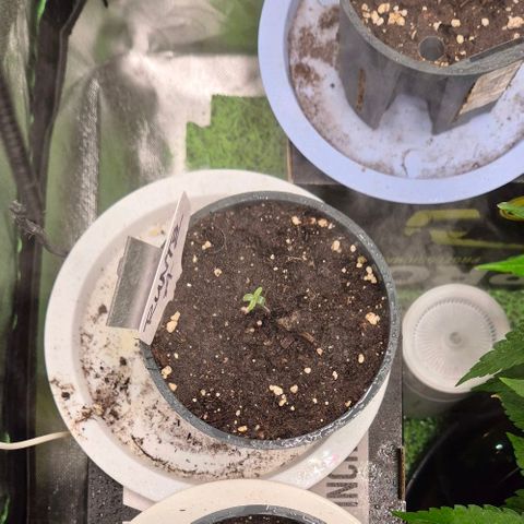 Runtzi Auto ♥️ Barney's Farm  growlog timeline photo