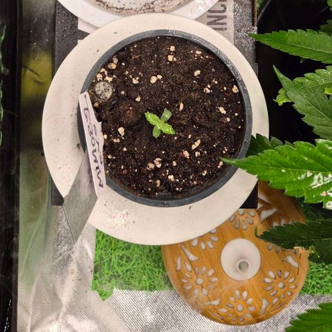 Mimosa evo Photo ♥️ Barney's Farm  growlog timeline photo